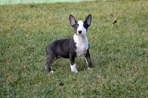 Bull terrier puppies for sale