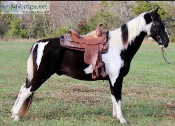 Spotted saddle horse