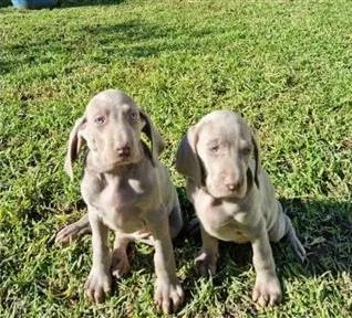 Ikc registered weimaraner puppies for sale