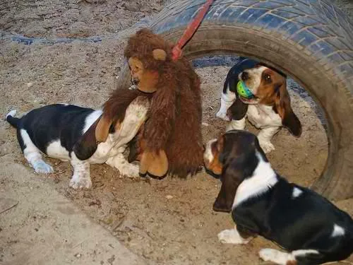 Purebred basset hound puppies forsale