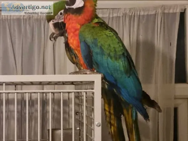 Baby blue and gold macaws
