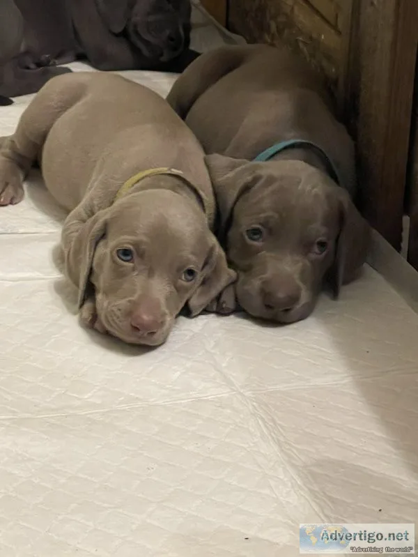 Quality ikc reg silver labrador pups ready to go