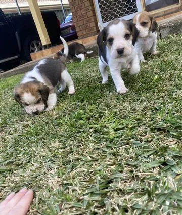 Pedigree queen elizabeth pocket beaglee pups for sale