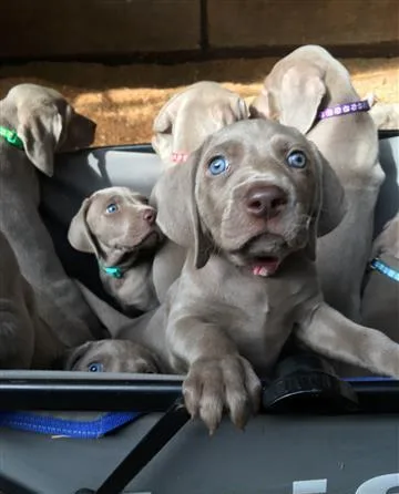 Ikc registered weimaraner puppies for sale