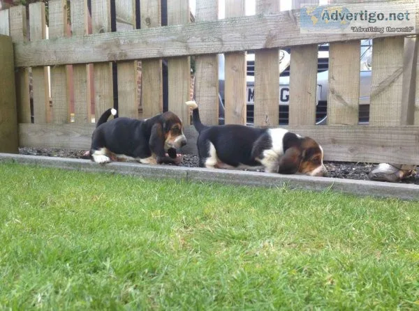Purebred basset hound puppies forsale