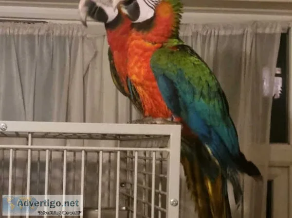 Baby blue and gold macaws