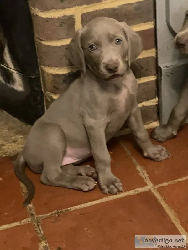 Quality ikc reg silver labrador pups ready to go