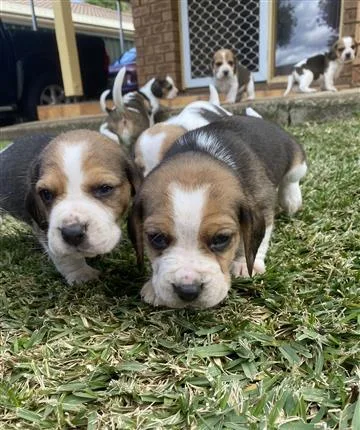 Pedigree queen elizabeth pocket beaglee pups for sale