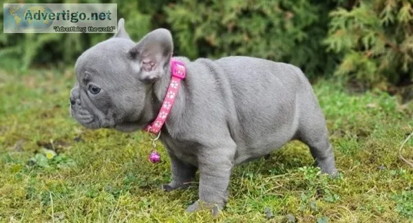 Sweet french bulldog puppies