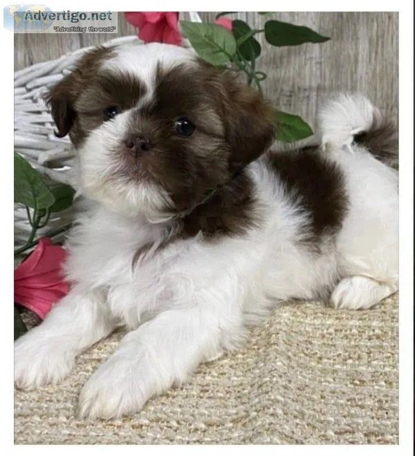 Happy shih tzu puppies readys