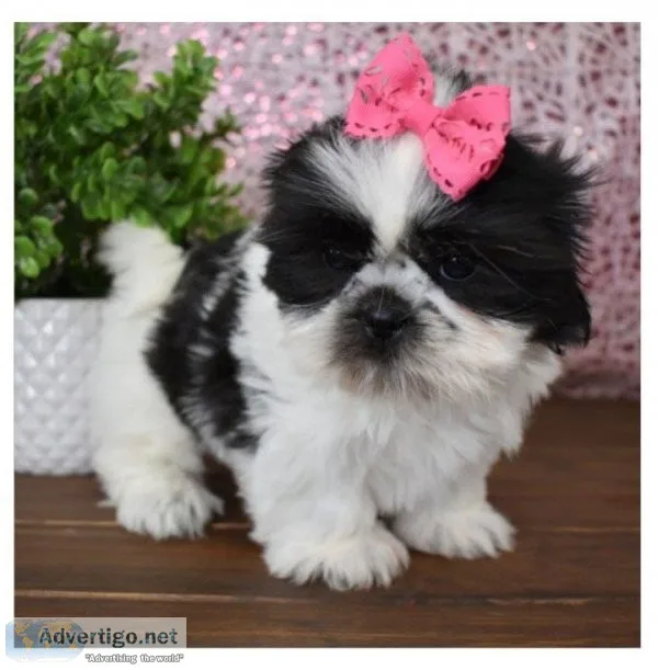 Happy shih tzu puppies readys