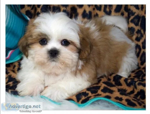 Happy shih tzu puppies readys