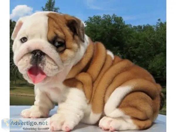 Home raised english bulldog puppies