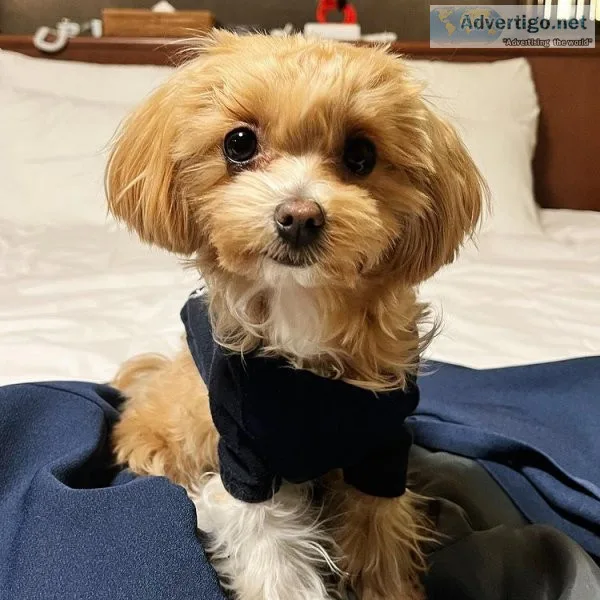 Cute maltipoo puppies ready
