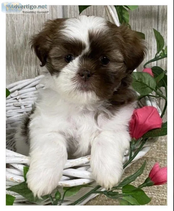 Harley shih tzu puppies here