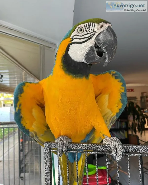 Blue and gold macaws parrots