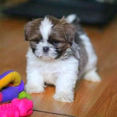 Harley shih tzu puppies here