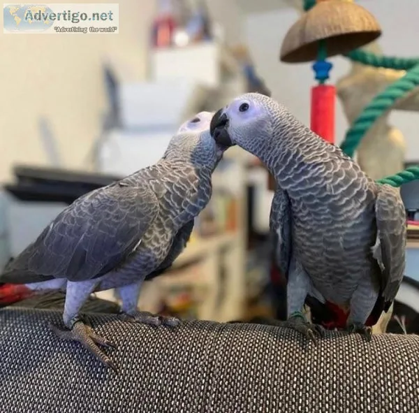 2 congo african grey parrots for sale