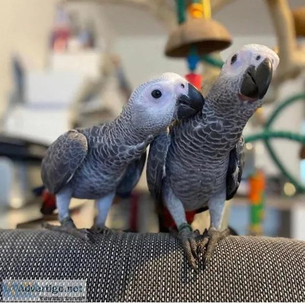 2 congo african grey parrots for sale