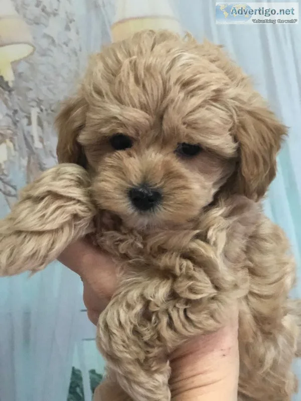 3 maltipoo pups