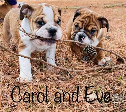 Quality english bulldog pups