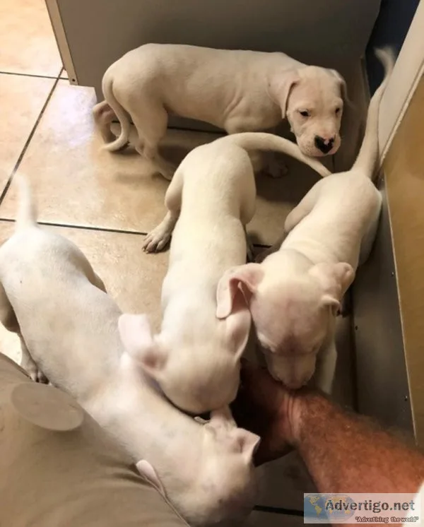 Potty trained dogo argentino puppies for sale