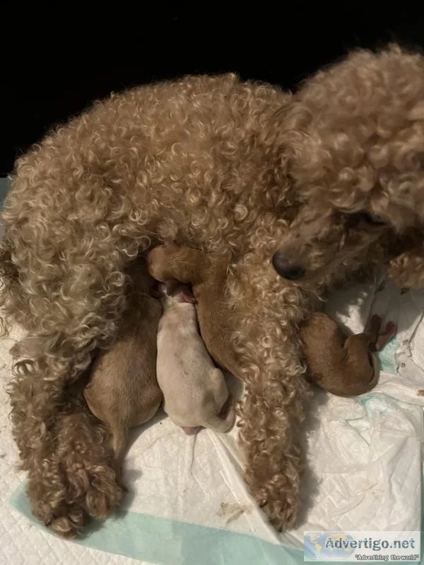 Toy poodle / small miniature poodle