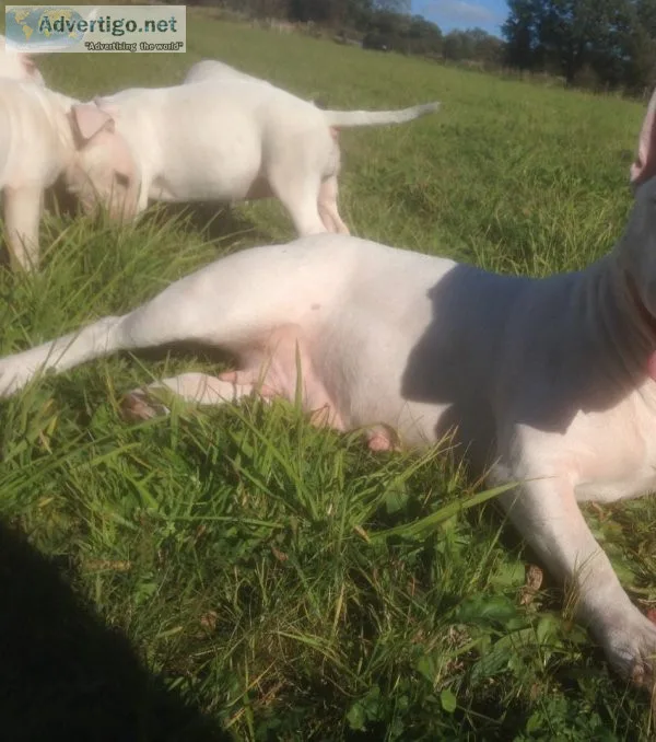Stunning bull terrier puppies
