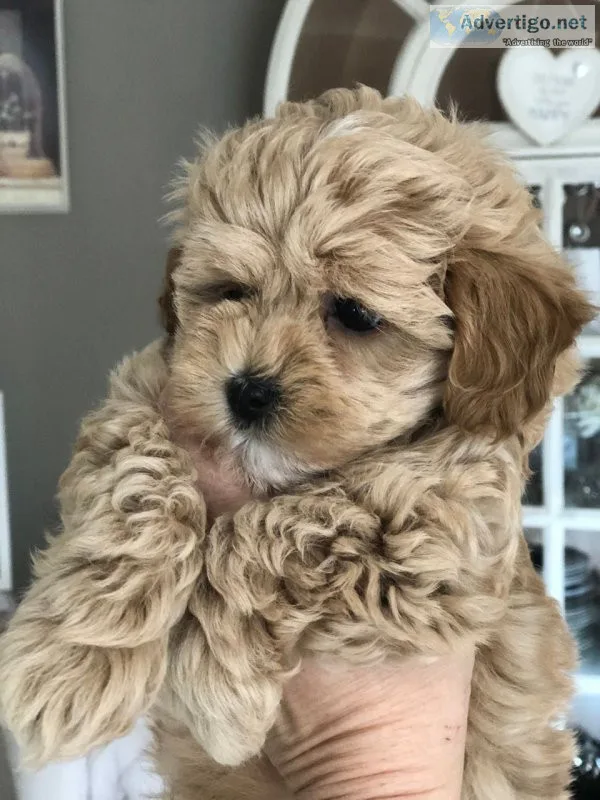 3 maltipoo pups