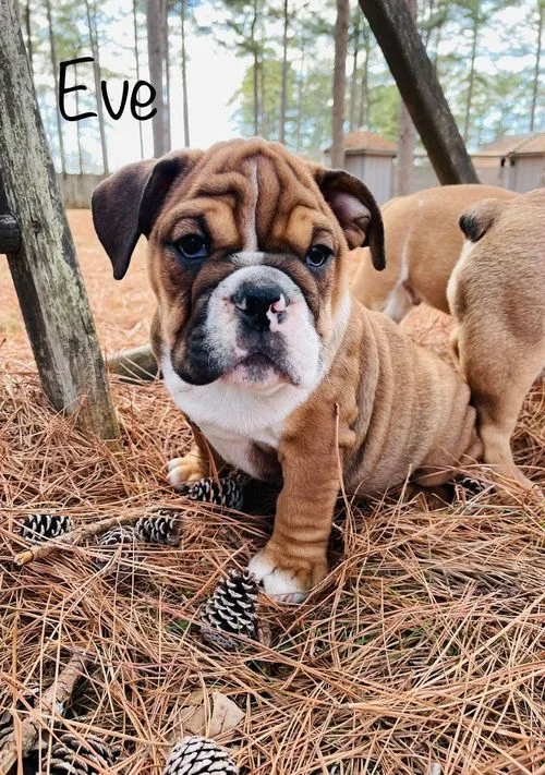 Quality english bulldog pups