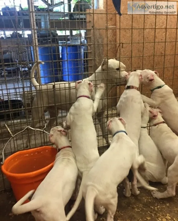 Potty trained dogo argentino puppies for sale