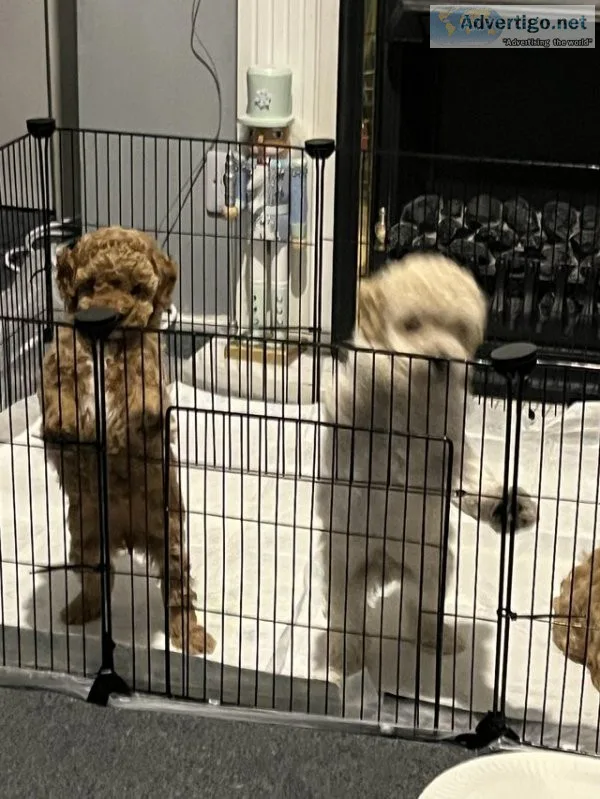 Toy poodle / small miniature poodle