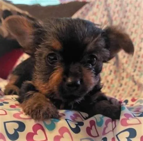 Available 10 weeks old micro pure breed yorkie puppies