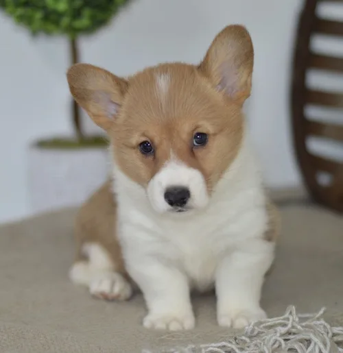 Adorable welsh pembroke corgi puppies
