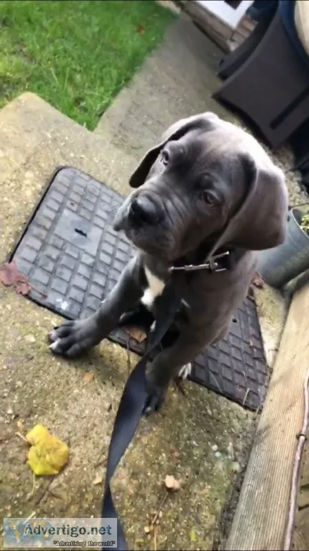 Ready to go cane corso pups