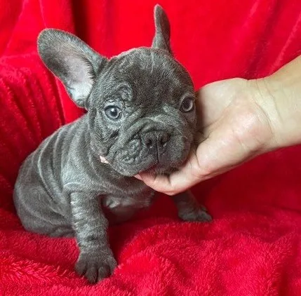 Super cute french bulldogs puppies for sale