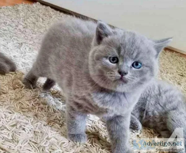Fresh british shorthair kittens