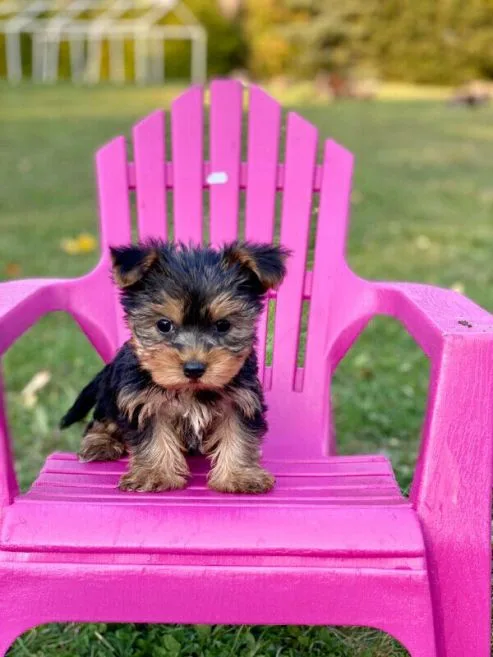 Yorkshire terriers boys and girls for adoption