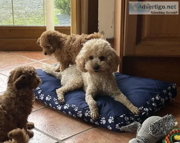 Toy poodle / small miniature poodle