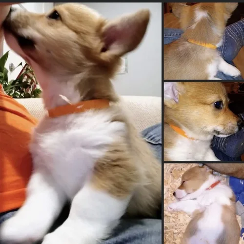 Adorable welsh pembroke corgi puppies