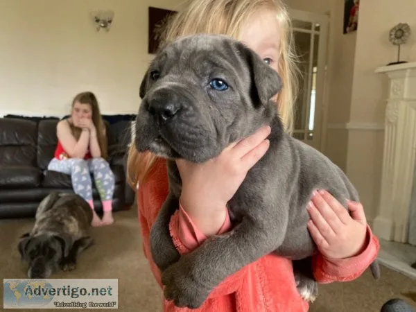 Ready to go cane corso pups