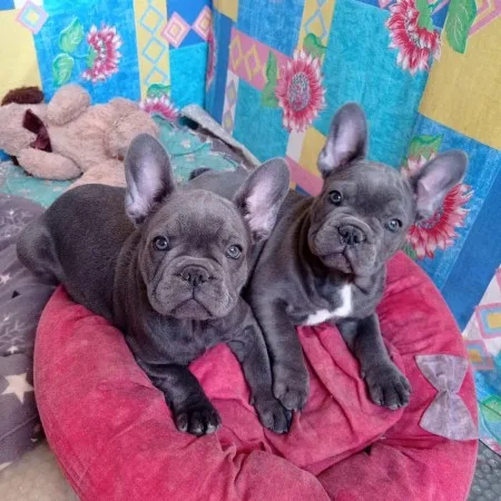 Super cute french bulldogs puppies for sale