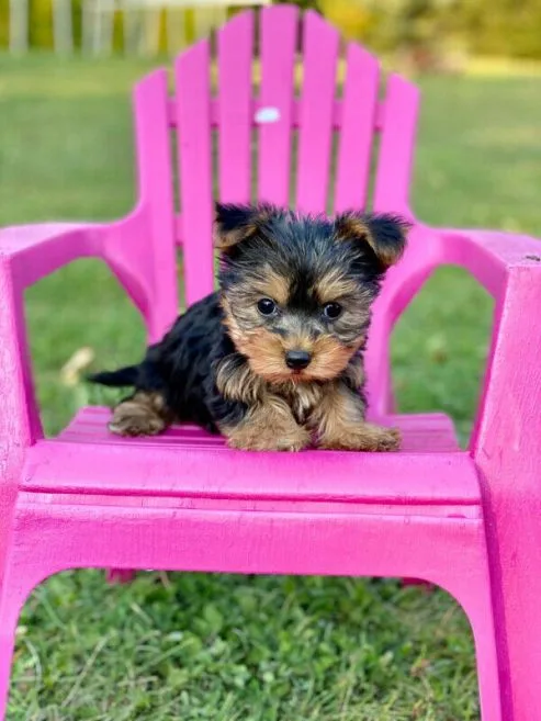 Yorkshire terriers boys and girls for adoption