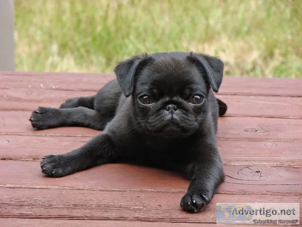 Black pug puppies for sale near me