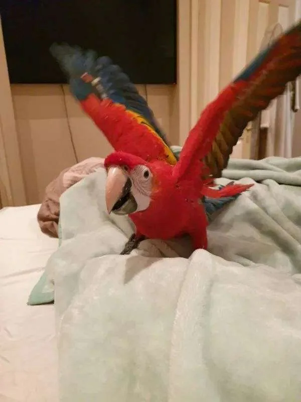 Hand reared male baby scarlet macaw