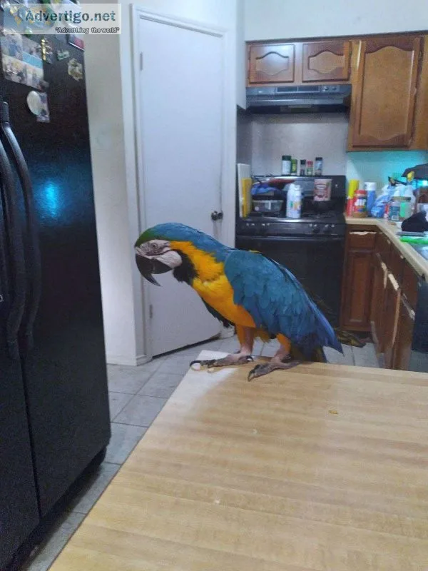 Friendly talkative blue and yellow macaw with cage