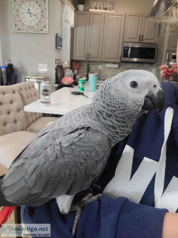 African grey congo babies