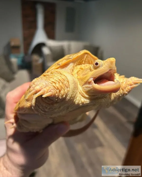 Albino snapping turtle