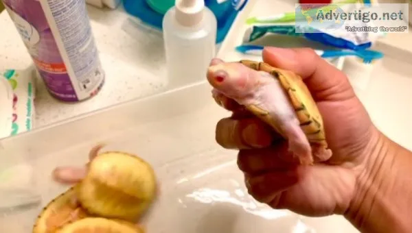 Albino snapping turtle