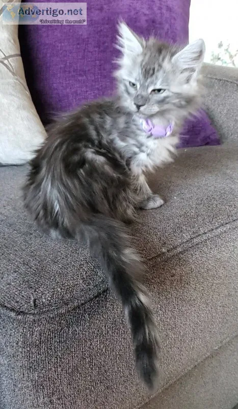 Maine coon ragdoll kittens Emotional Support Animals